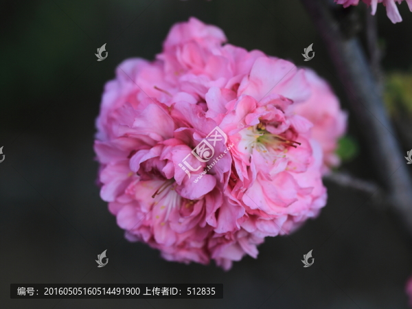 櫻桃花