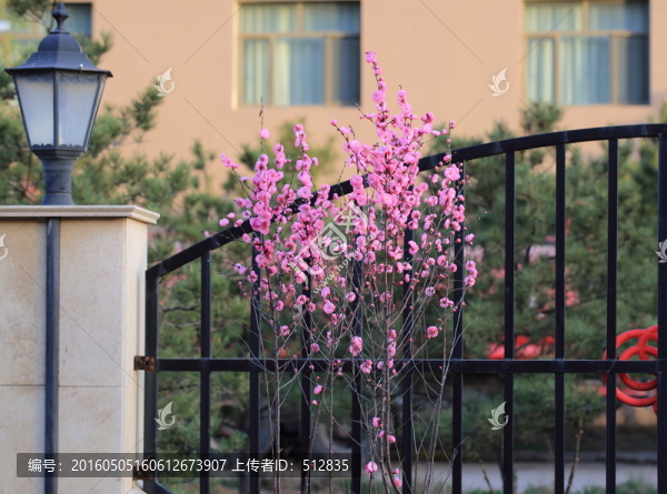 櫻桃花