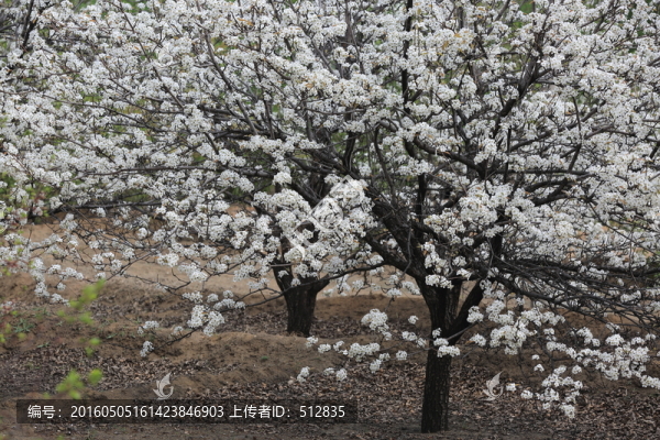 梨花