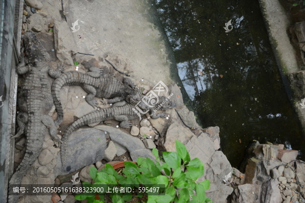 鱷魚