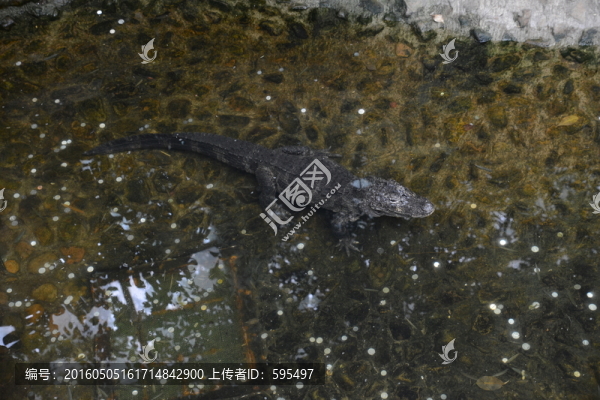 鱷魚