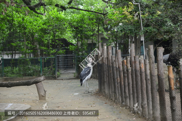 鵜鶘