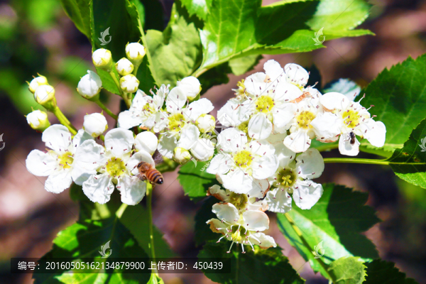 梨花