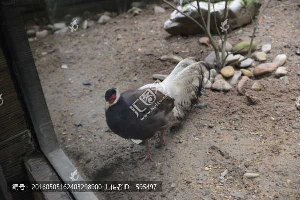 鳥