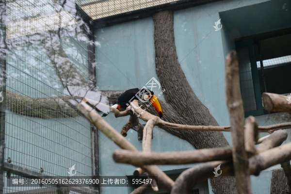 鸚鵡-匯圖網(wǎng) www.fosd68.com 鸚鵡