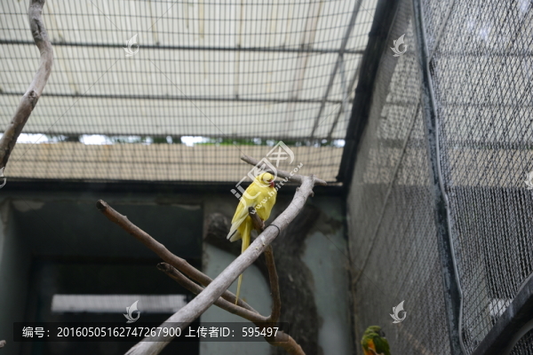 鸚鵡