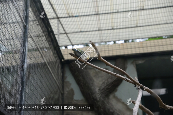 鸚鵡