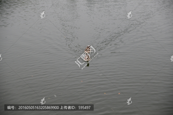 灰雁
