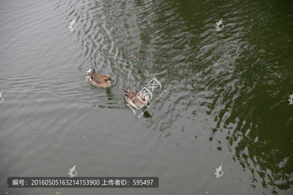 灰雁