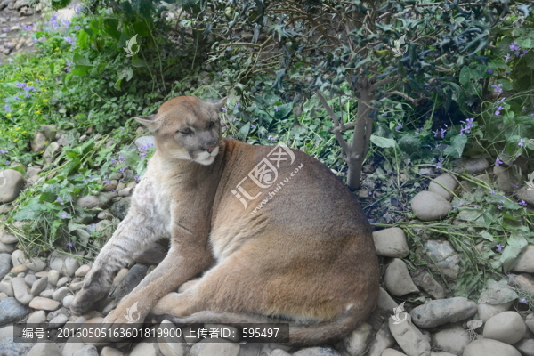 獅子