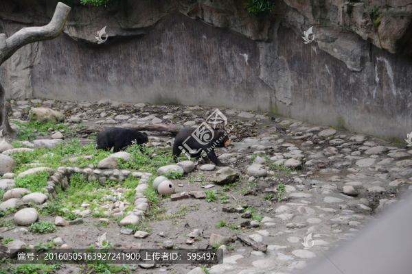 馬來(lái)熊