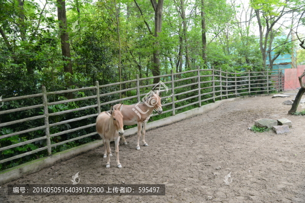 野驢