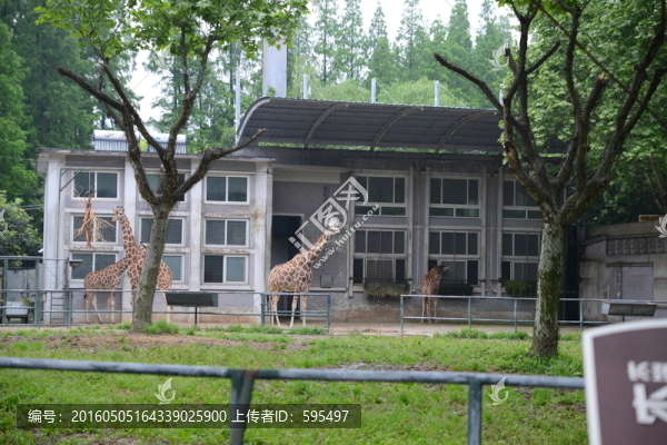長頸鹿