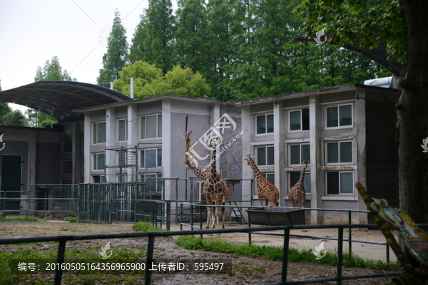 長頸鹿
