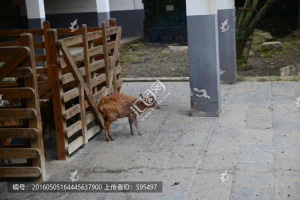 鹿