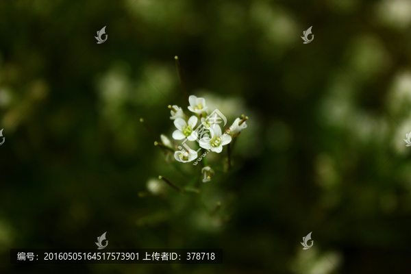 野花