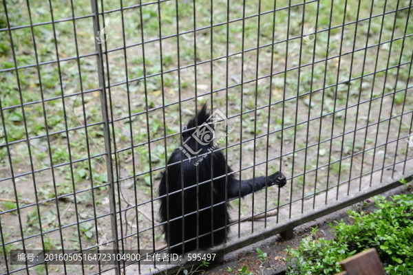 猴子
