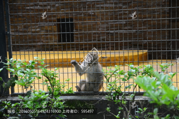 猴子