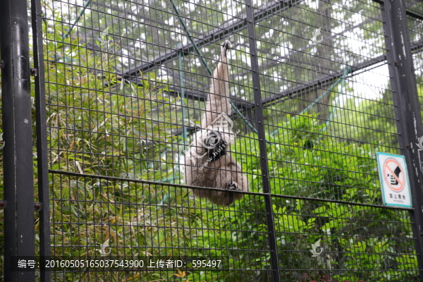 長(zhǎng)臂猿