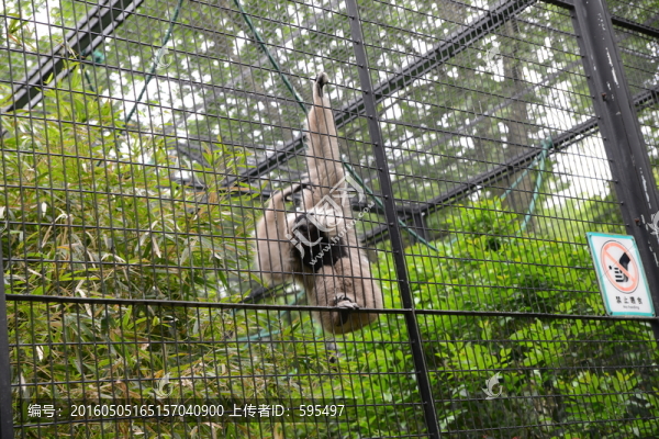 長(zhǎng)臂猿