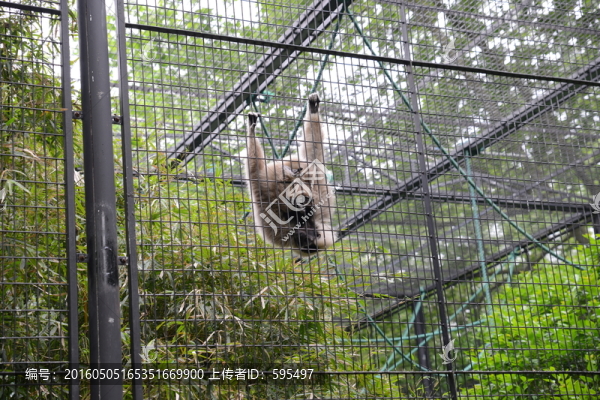 猴,倒掛金鉤