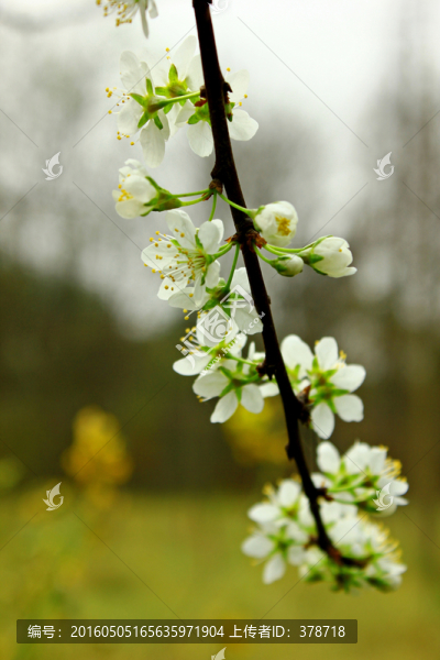 李子花