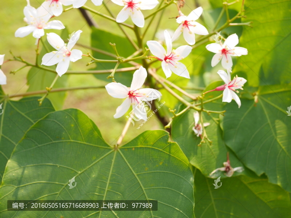 油桐花