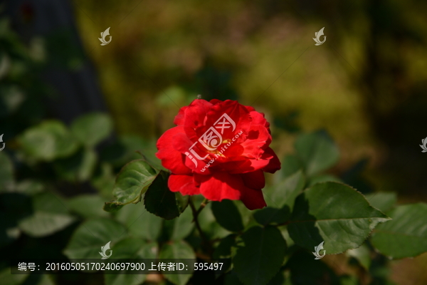 月季花