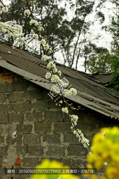 李子花