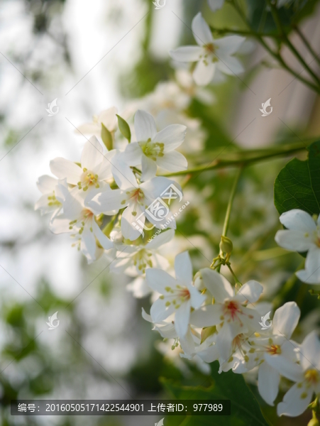 油桐花