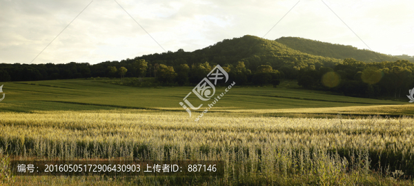 高原燕麥田