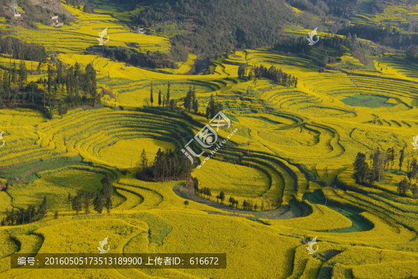 羅平油菜花海