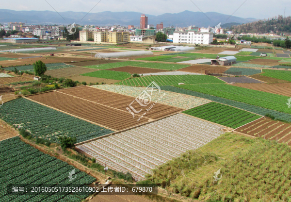 田野