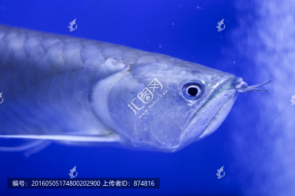 銀龍魚