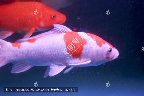 錦鯉