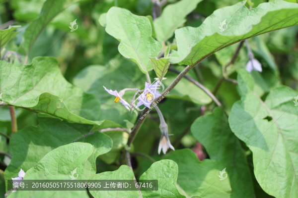 茄瓜花