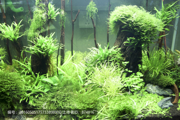 水族內(nèi)景