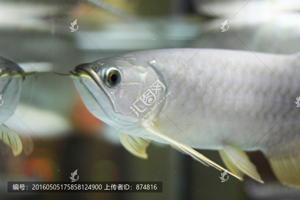 金龍魚(yú)