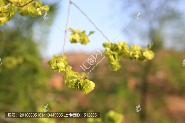 榆錢