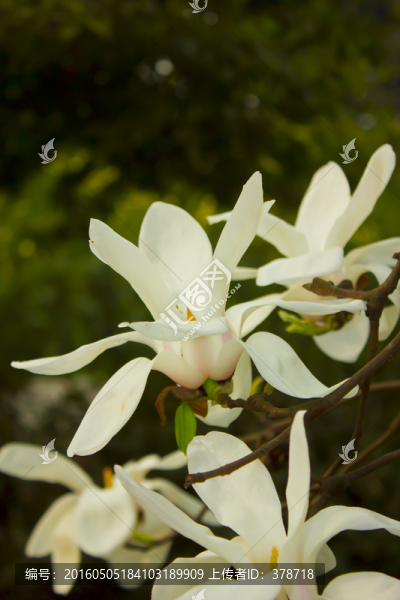 玉蘭花
