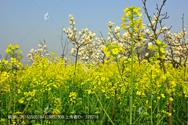 玉蘭花