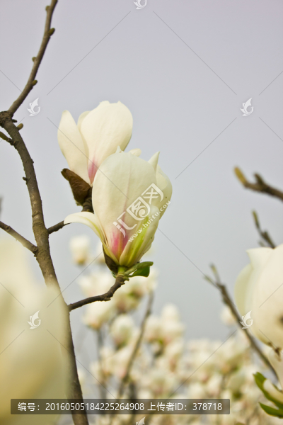 玉蘭花