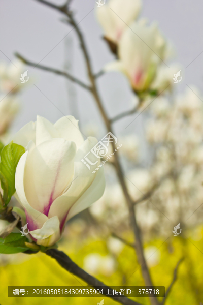 玉蘭花