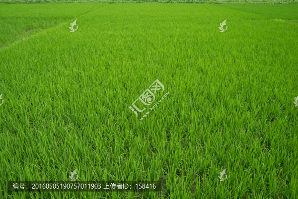 禾苗