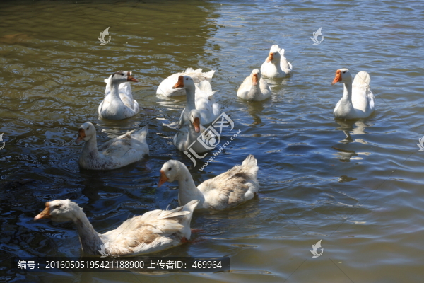 鵝
