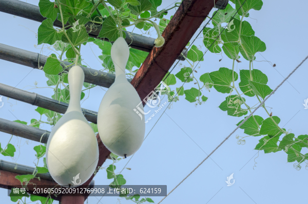 冬瓜