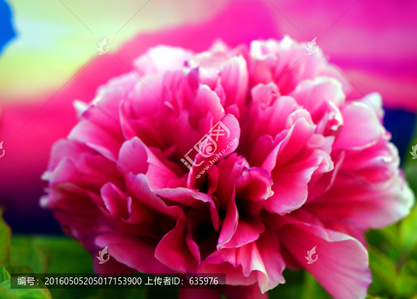 牡丹