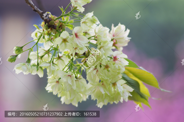 一束綠櫻花