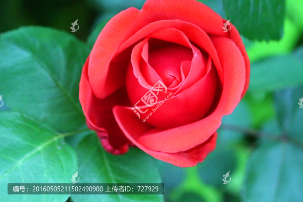 玫瑰花