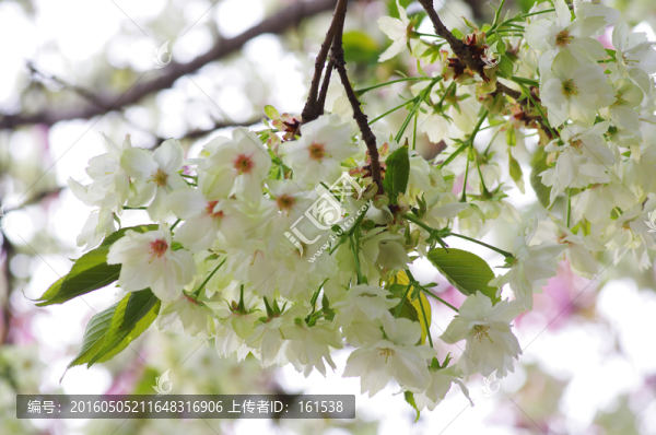 櫻花